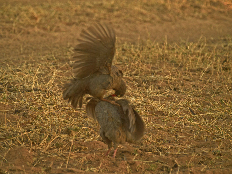 Guinea fowl, Waterberg